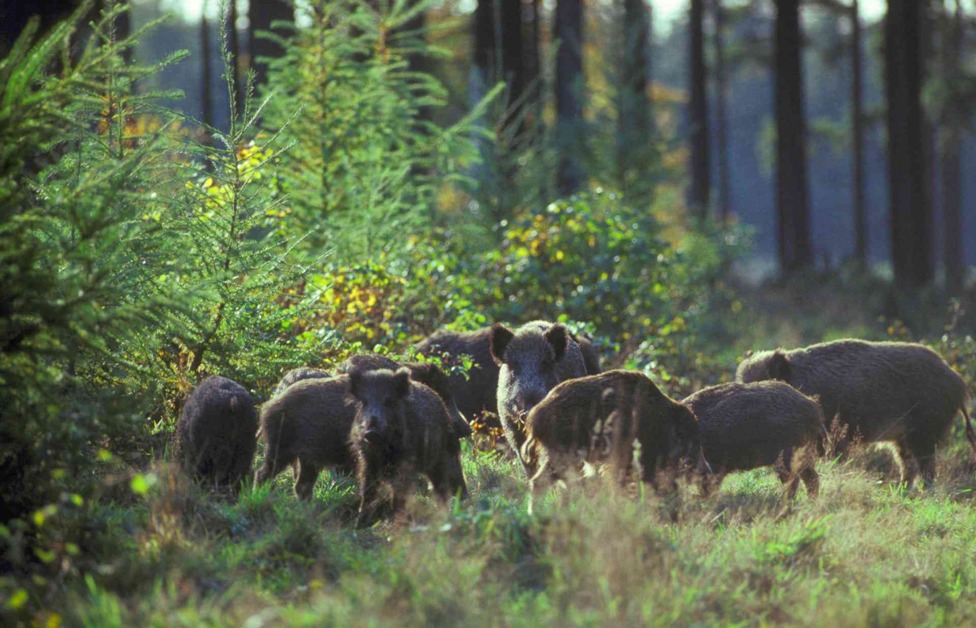 Consorzio del Prosciutto di Parma e Unione Parmense degli Industriali insieme contro la Peste Suina Africana